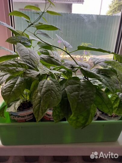 Комнатные цветы