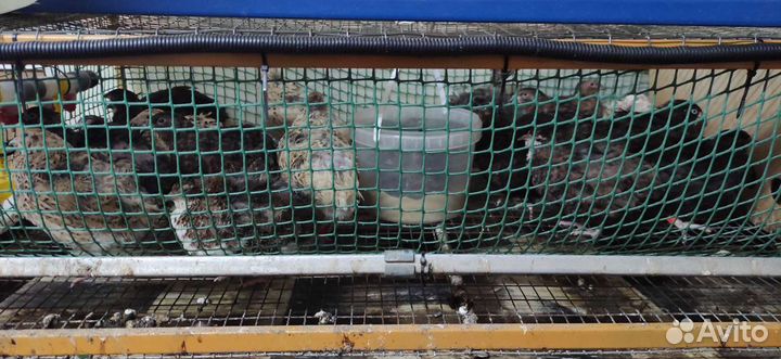 Удобрение от перепёлок курьяк - перепеляк, помёт