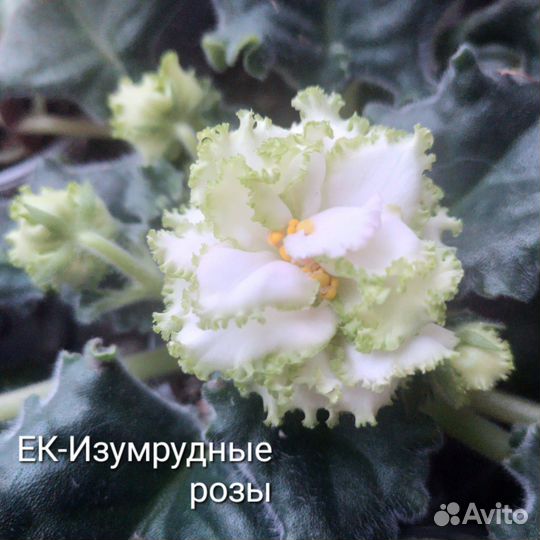 Фиалки (лист на срез)