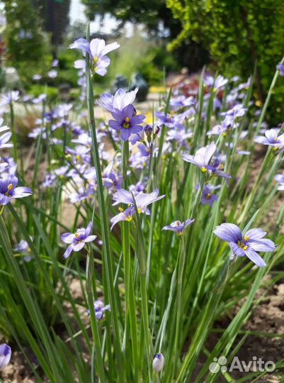 Цветы многолетники