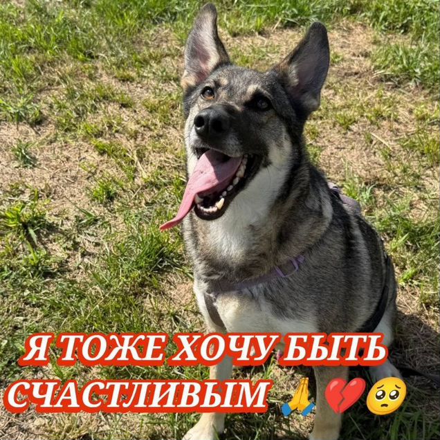 Взрослый пёс в добрые руки