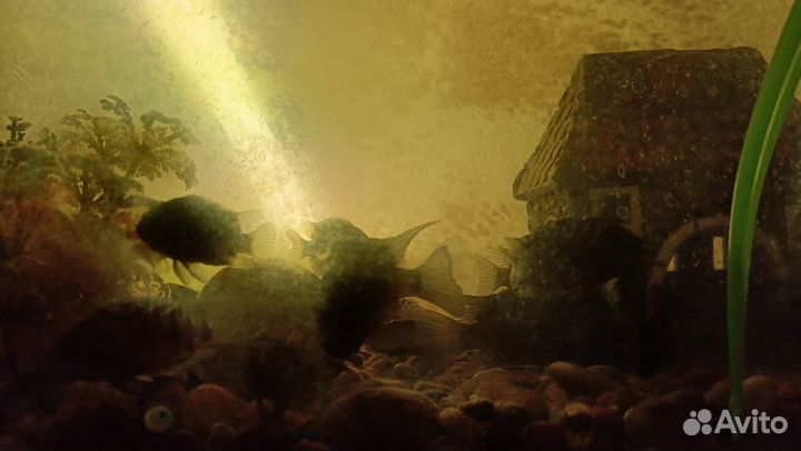 Аквариумные рыбки отдам бесплатно