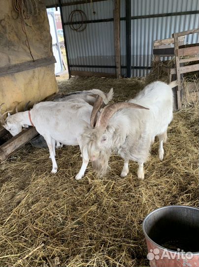 Козел ламанча