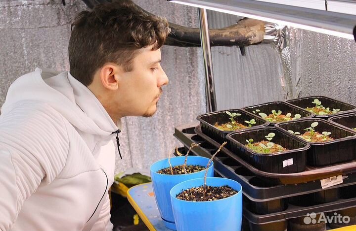 Семена для микрозелени