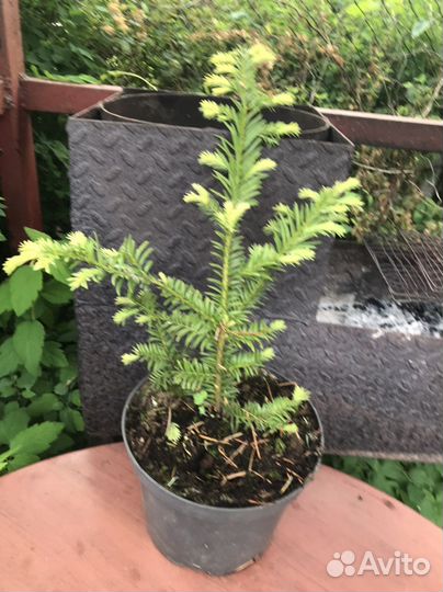 Тисс ягодный