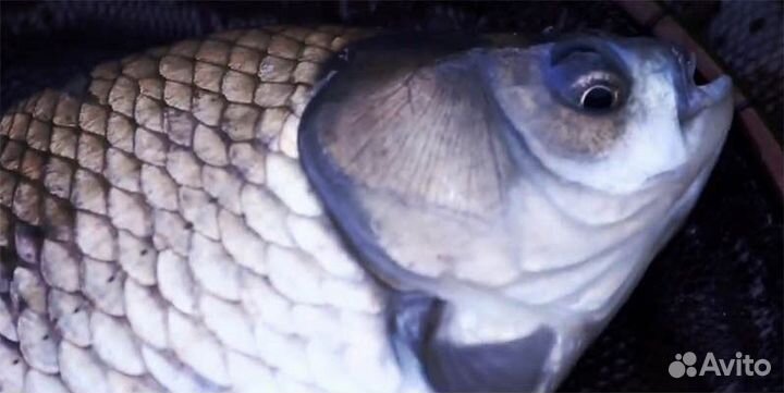 Gamakatsu gamahera sarasa #15