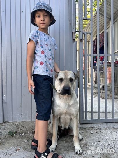 Метис шарпея Шеба - собака компаньон