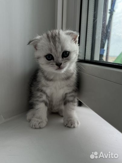 Шотландская вислоухая