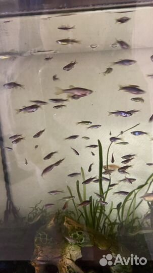 Данио рерио