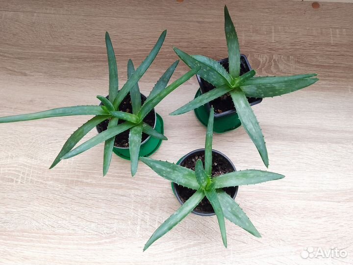 Алоэ и толстянка