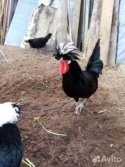 Куры, молодки, цыплята,инкубатор, бройлер, утята