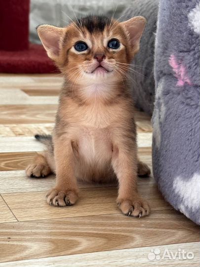 Абиссинская кошка -Открыто бронирование