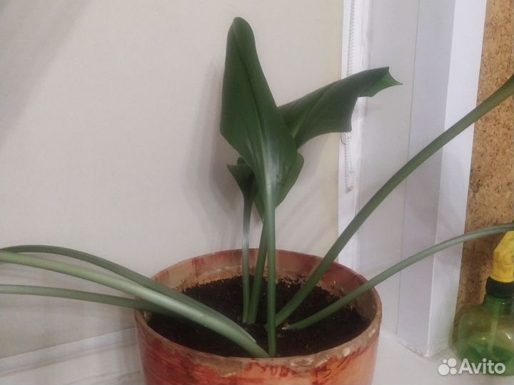 Амазонская лилия