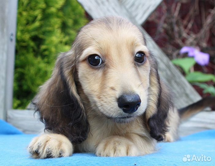 Кремовый мальчик