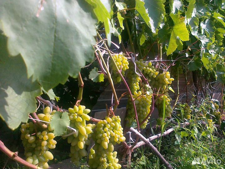 Черенки саженцы винограда