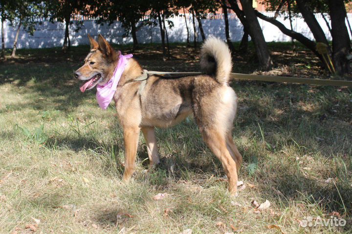 Приютская собака хочет обрести семью