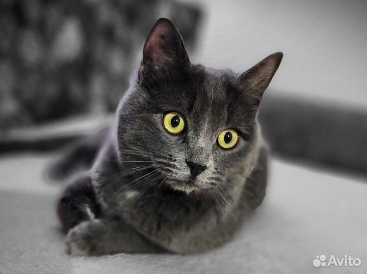 Дымок в добрые руки