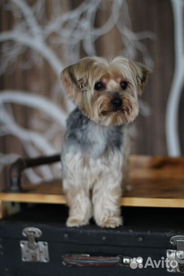 Йоркширский терьер вязка кобель