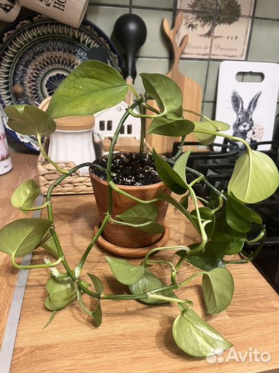 Сциндапсус