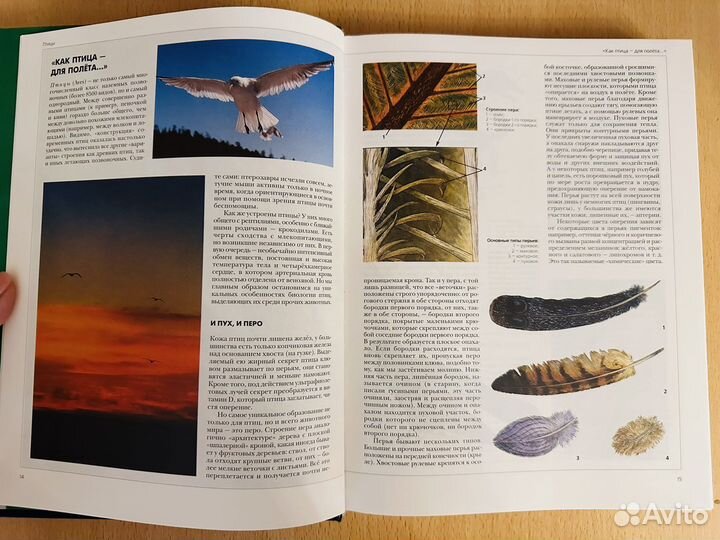 Птицы и Звери Аванта+