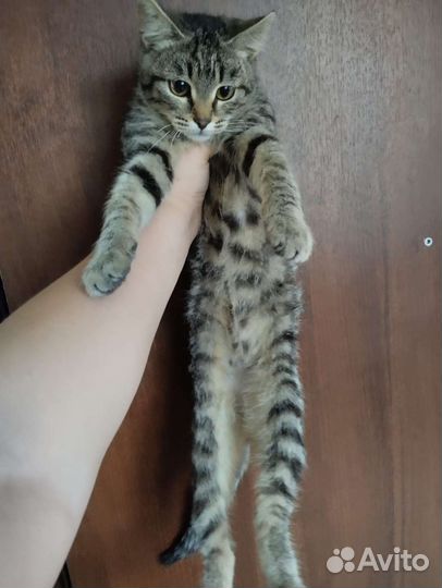 Котята подростки