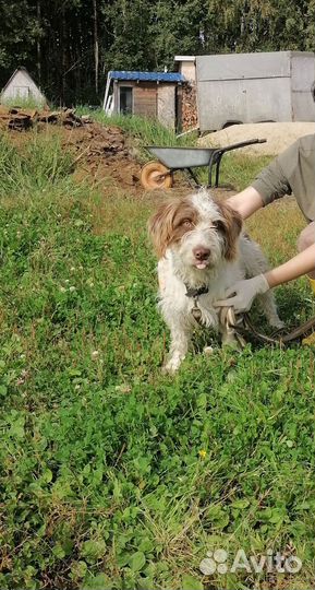 Кудрик в добрые руки