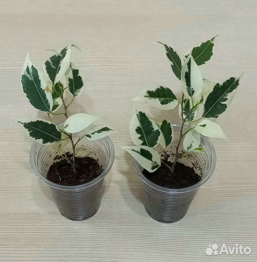 Фикус триангулярис Грин Дрим, Coconut Cream