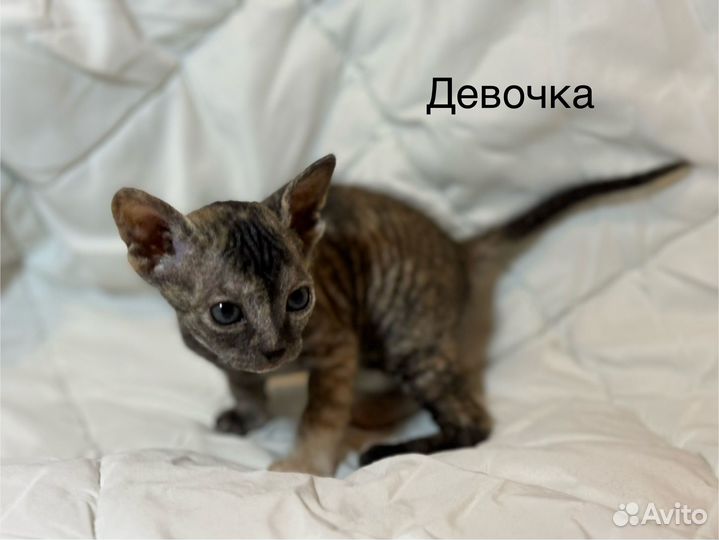 Отдам в добрые руки замечательных котят