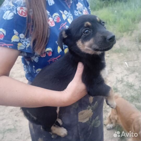 Маленькая собака в добрые руки бесплатно