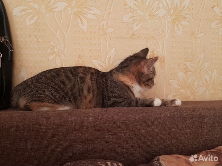 Кошка в дар бесплатно