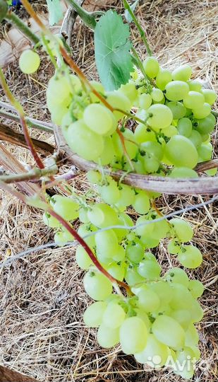 Замороженные ягоды