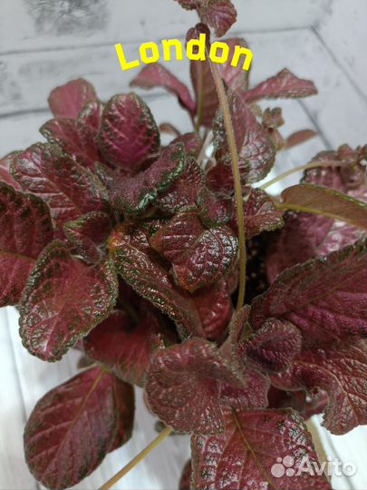 Набор эписций