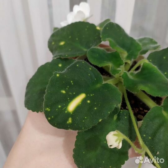 Сортовая фиалка шн - Космическая Фея