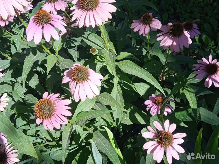 Эхинацея пурпурная