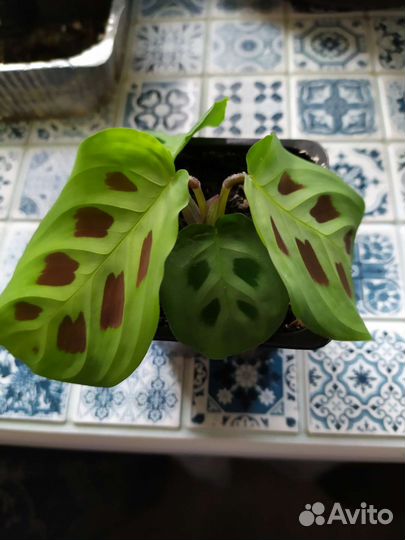 Маранта Керховена