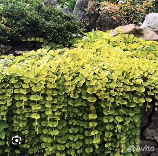Почвопокровный вербейник монетчатый тень/ свет