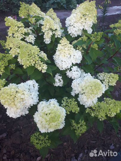 Гортензия метельчатая пинк даймонт, менжекал