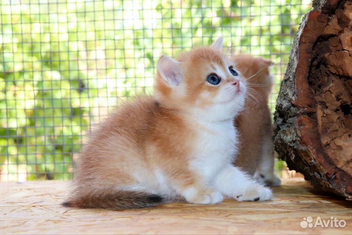 Шотландская золотая шиншилла котик ny12