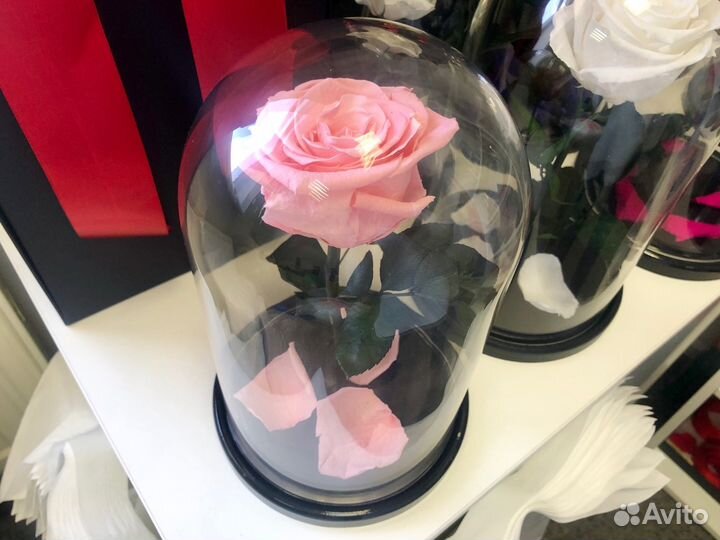 Живая роза розовая + бесплатная доставка