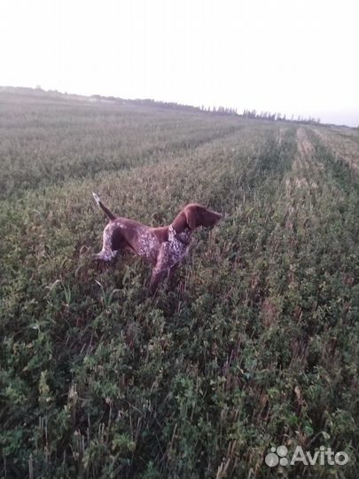 Щенки курцхара