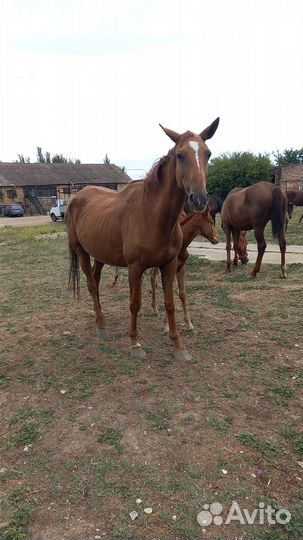 Кобыла с жеребенком