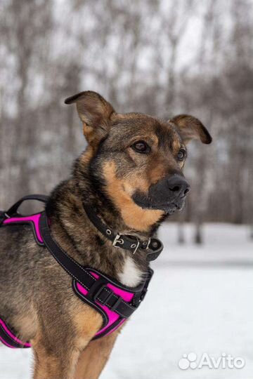 Рикки ждет своего хозяина в приюте