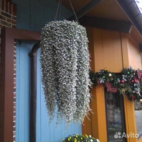 Комнатные растения \ Садовые растения