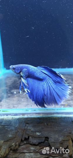 Рыбка Петушок редких окрасов