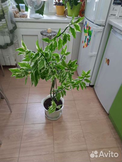 Педилантус