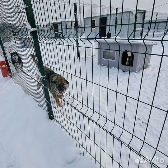 Беспородная собака для частного дома в дар