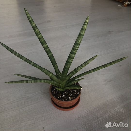 Сансевиерия бонселенсис