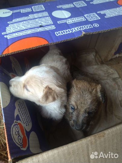 Щенок в добрые руки бесплатно