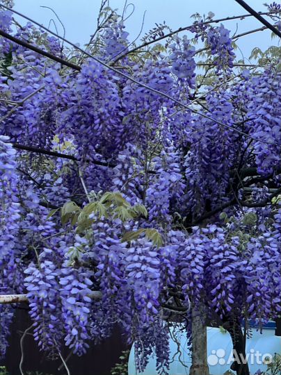 Глициния саженцы