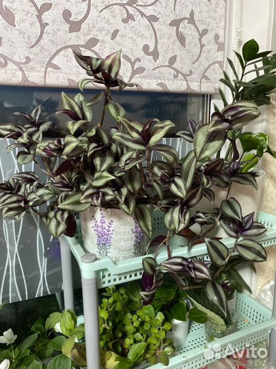 Традесканция зебрина